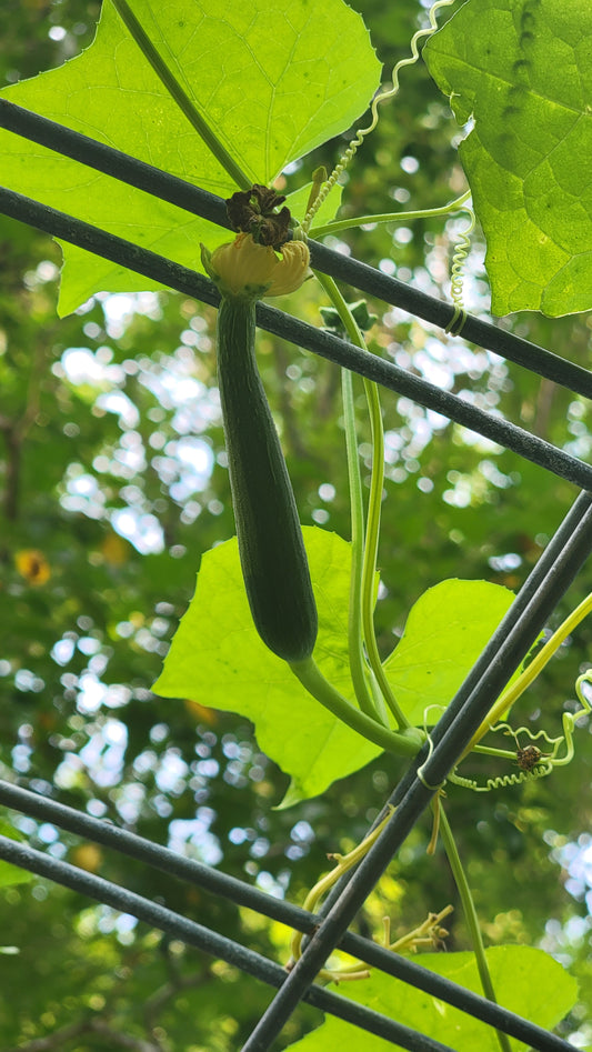 🌱 Luffa (Loofah) Gourd Seeds [Luffa aegyptiaca]