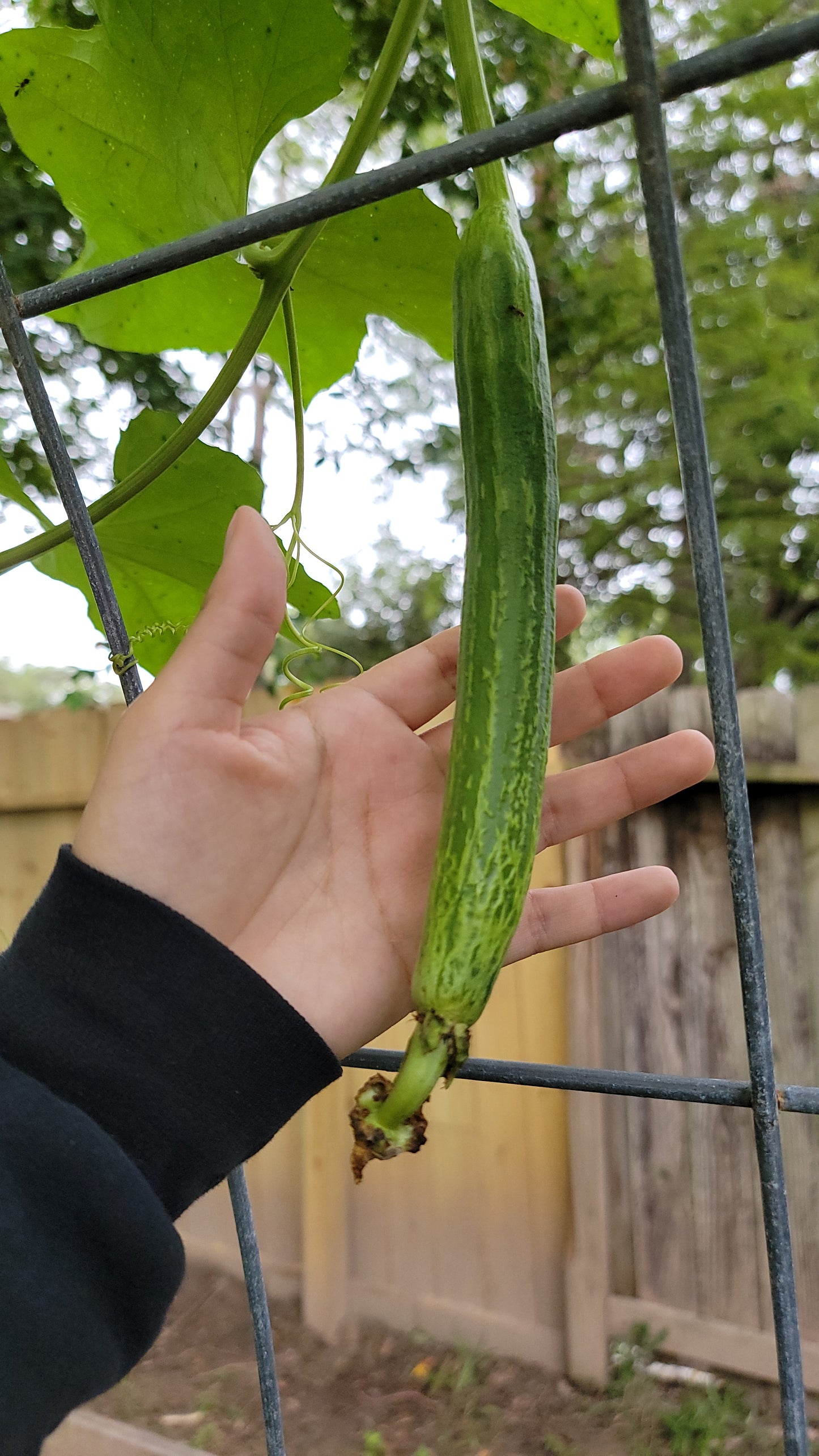 🌱 Luffa (Loofah) Gourd Seeds [Luffa aegyptiaca]