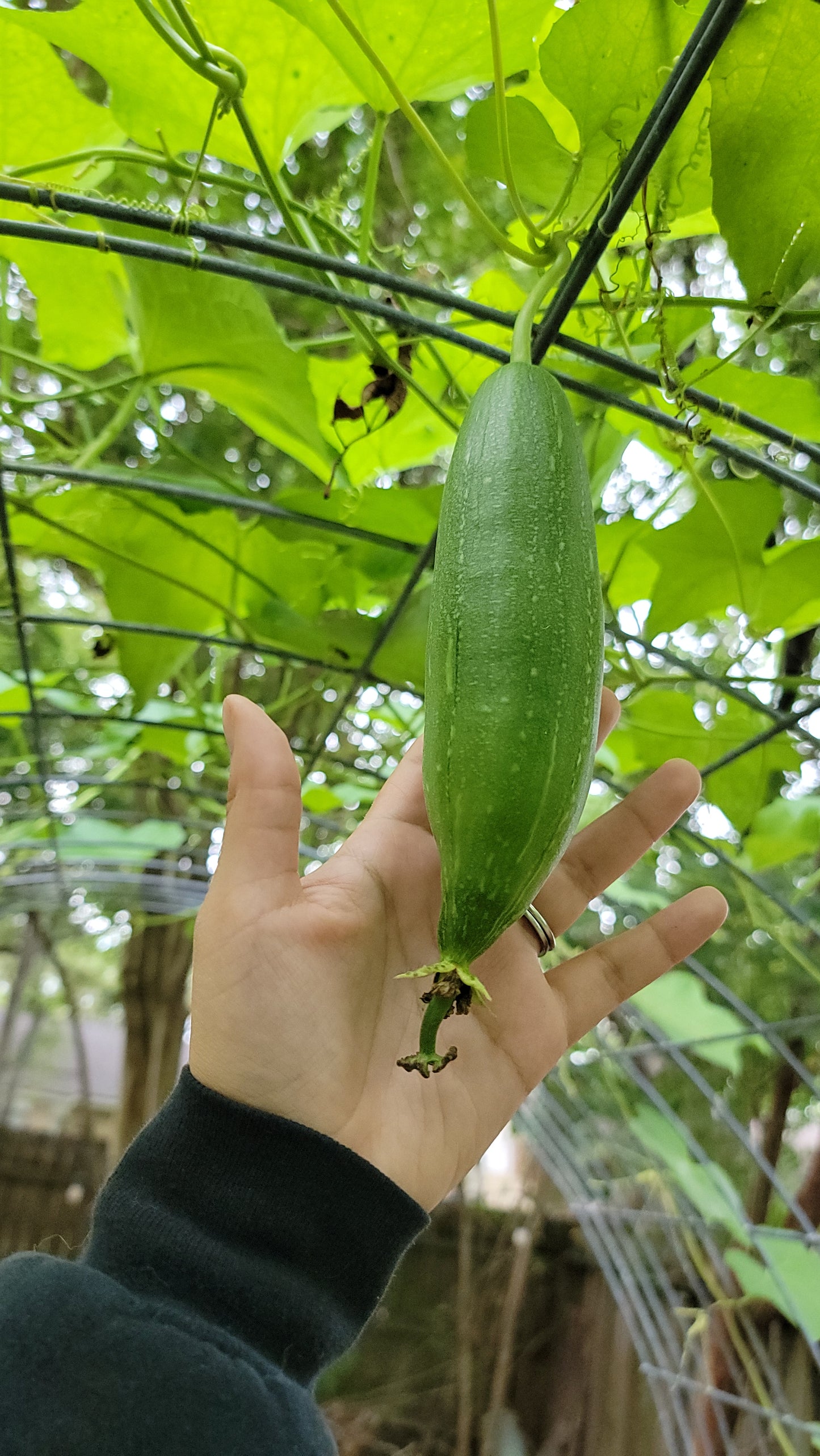 🌱 Luffa (Loofah) Gourd Seeds [Luffa aegyptiaca]