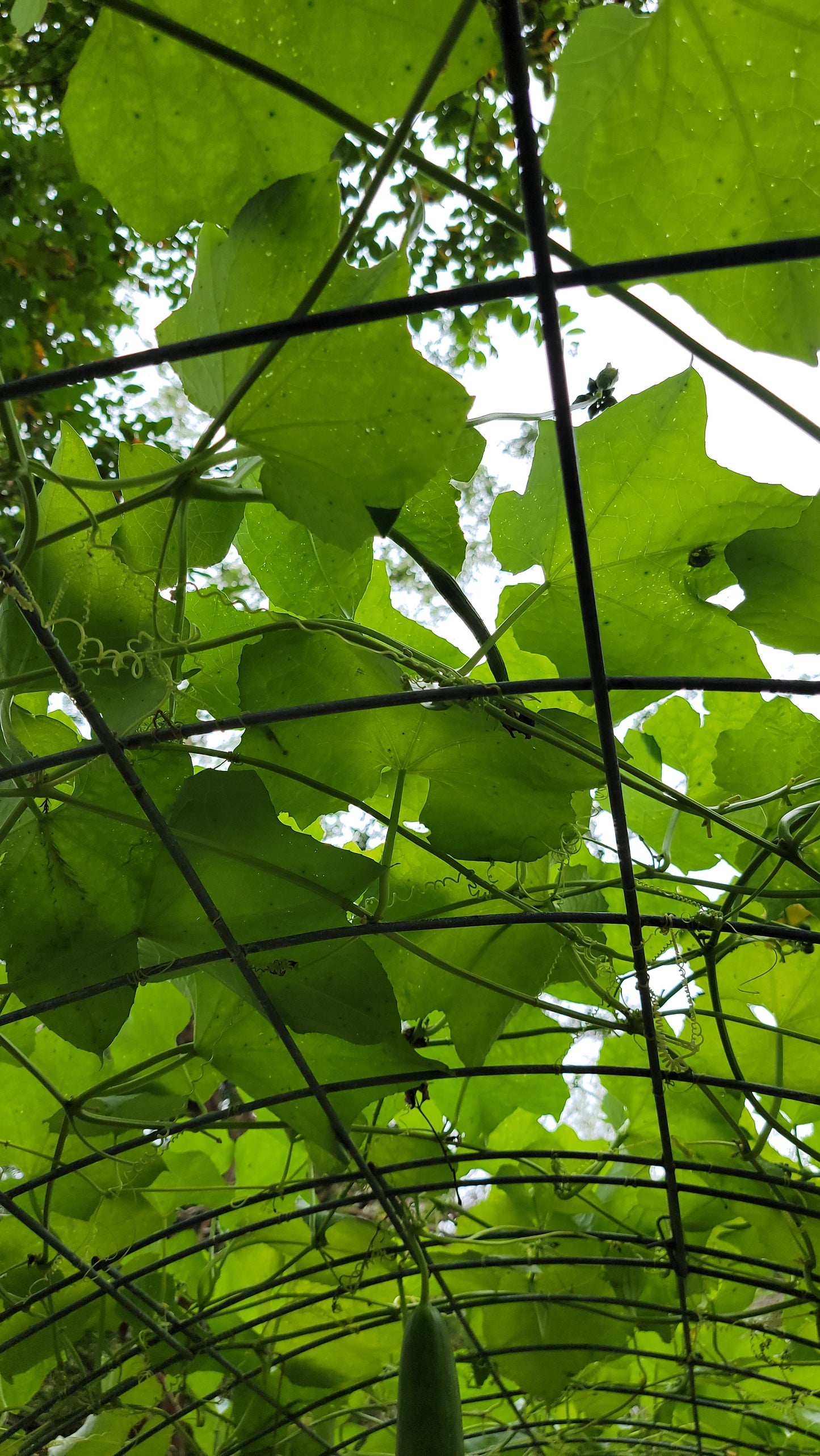 🌱 Luffa (Loofah) Gourd Seeds [Luffa aegyptiaca]
