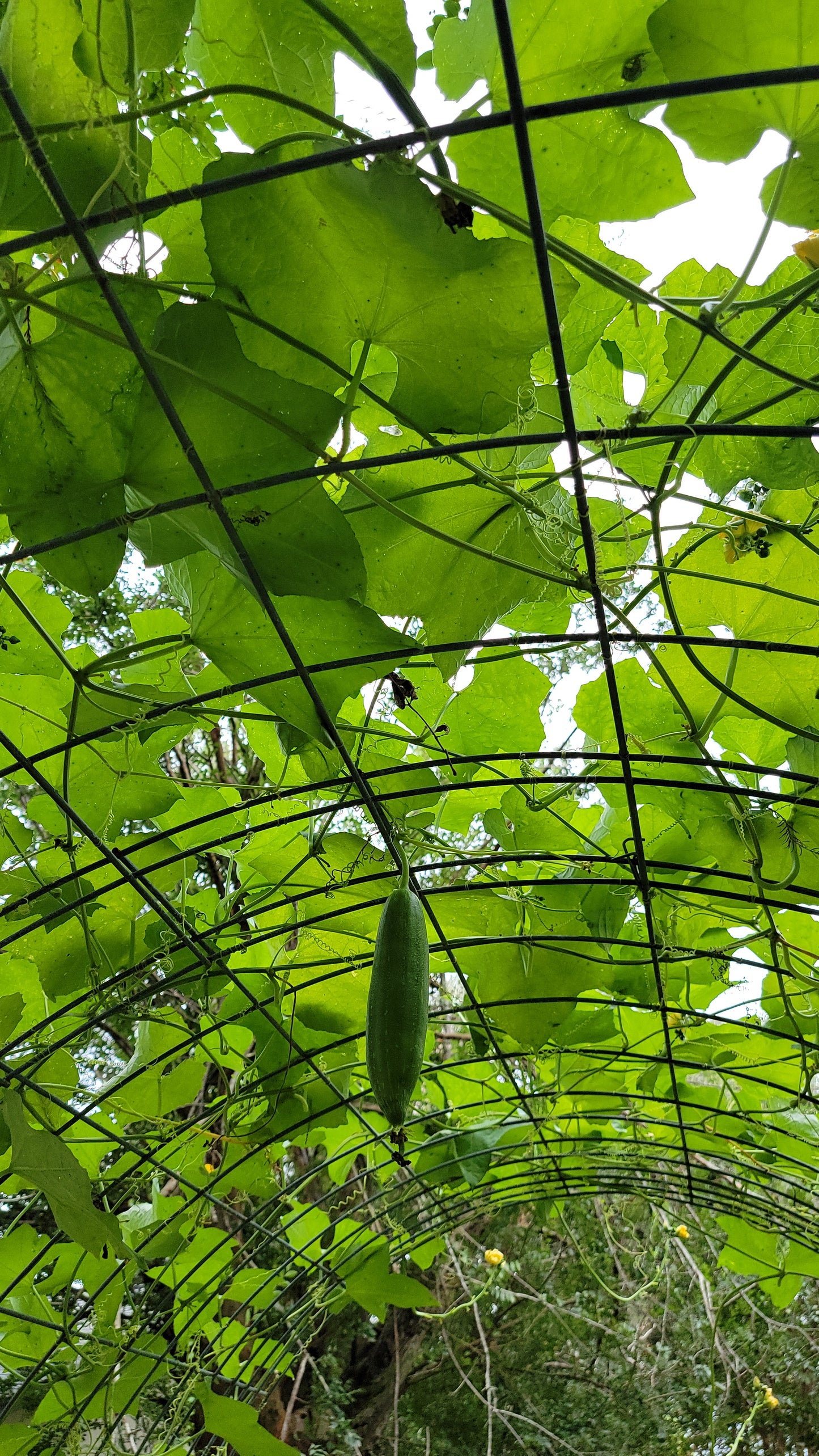 🌱 Luffa (Loofah) Gourd Seeds [Luffa aegyptiaca]