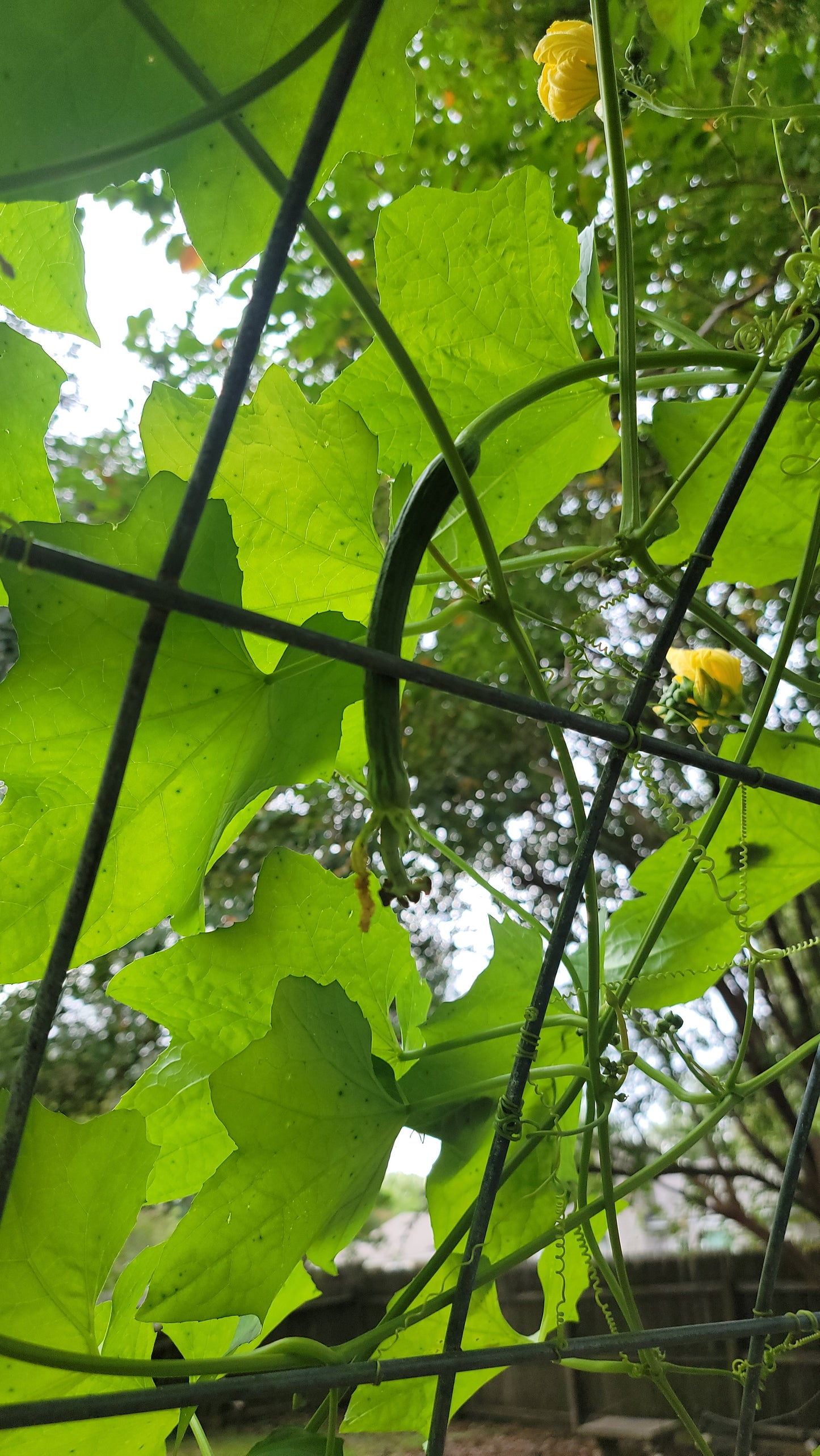 🌱 Luffa (Loofah) Gourd Seeds [Luffa aegyptiaca]