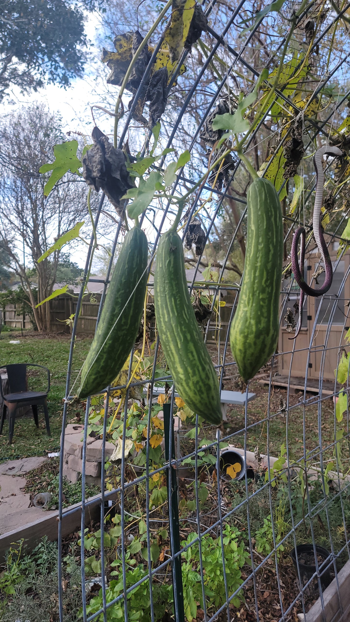 🌱 Luffa (Loofah) Gourd Seeds [Luffa aegyptiaca]