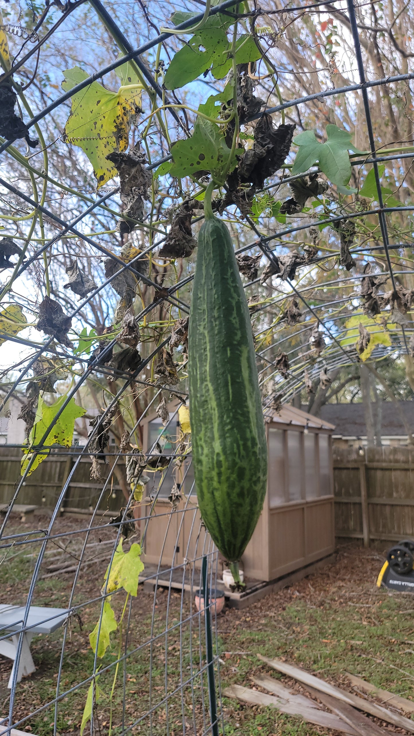 🌱 Luffa (Loofah) Gourd Seeds [Luffa aegyptiaca]