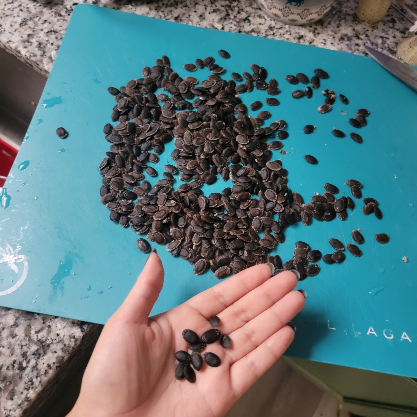 🌱 Luffa (Loofah) Gourd Seeds [Luffa aegyptiaca]