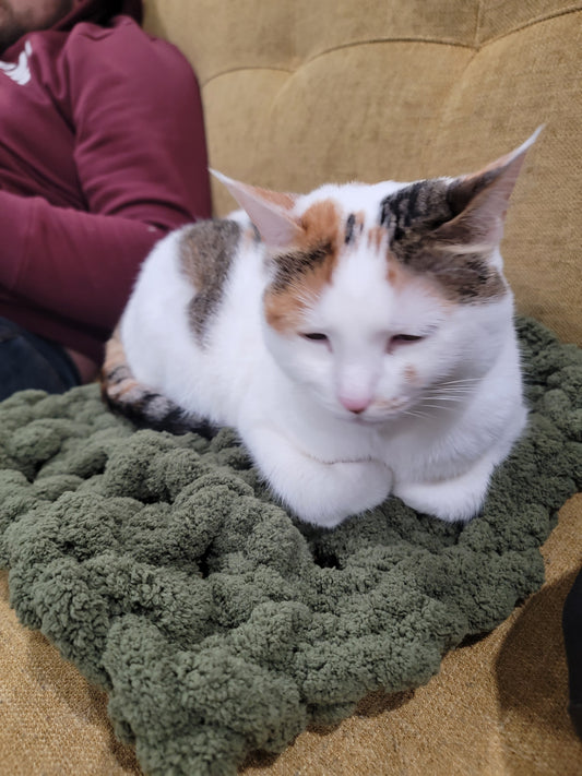Calico cat sleeping on a green textured blanket next to a person on a yellow couch.